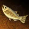 魚肉