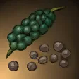 胡椒粒