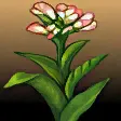 煙草苗