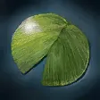不枯萎的蓮葉